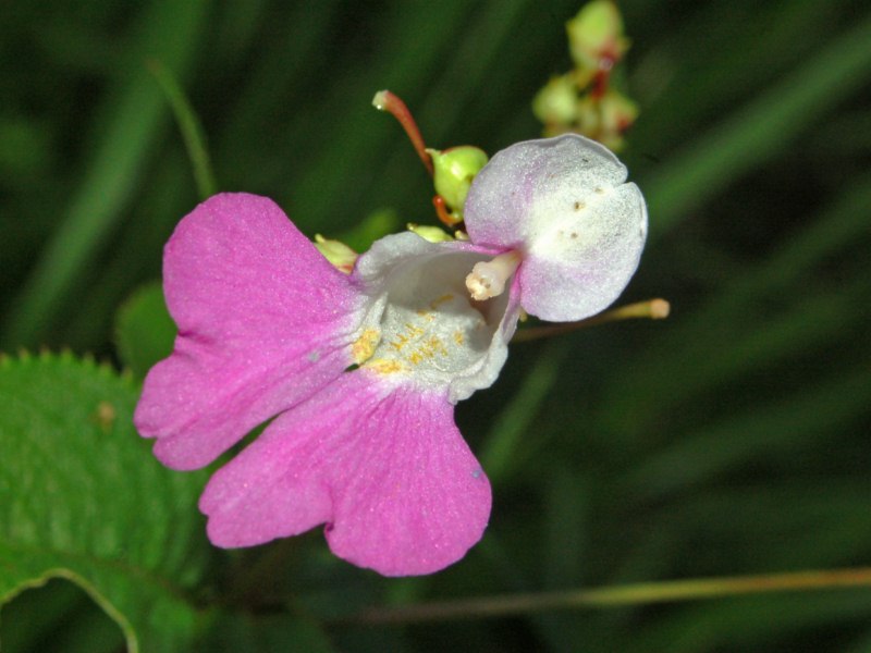 Impatiens balfourii / Balsamina di Balfour